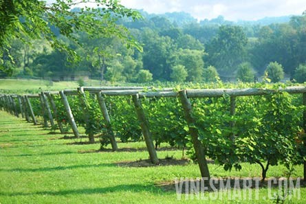 Pennsylvania - Winery, Vineyard, and Bed and Breakfast for Sale - Vineyard