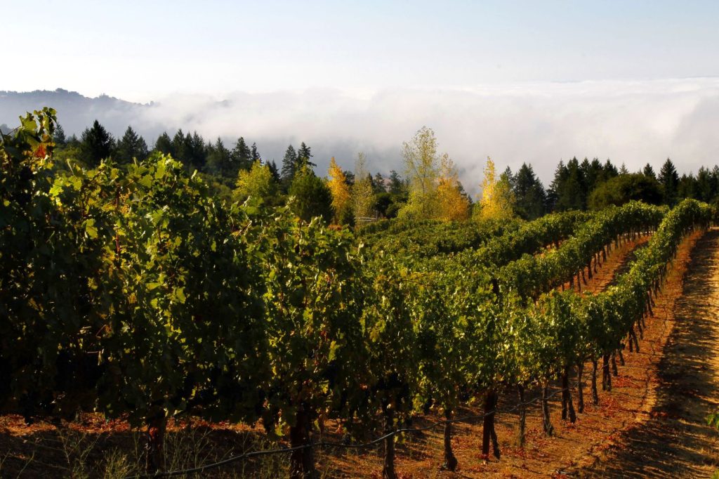 Sonoma County Winery & Vineyard For Sale - Vineyard w/ Fog Rolling in
