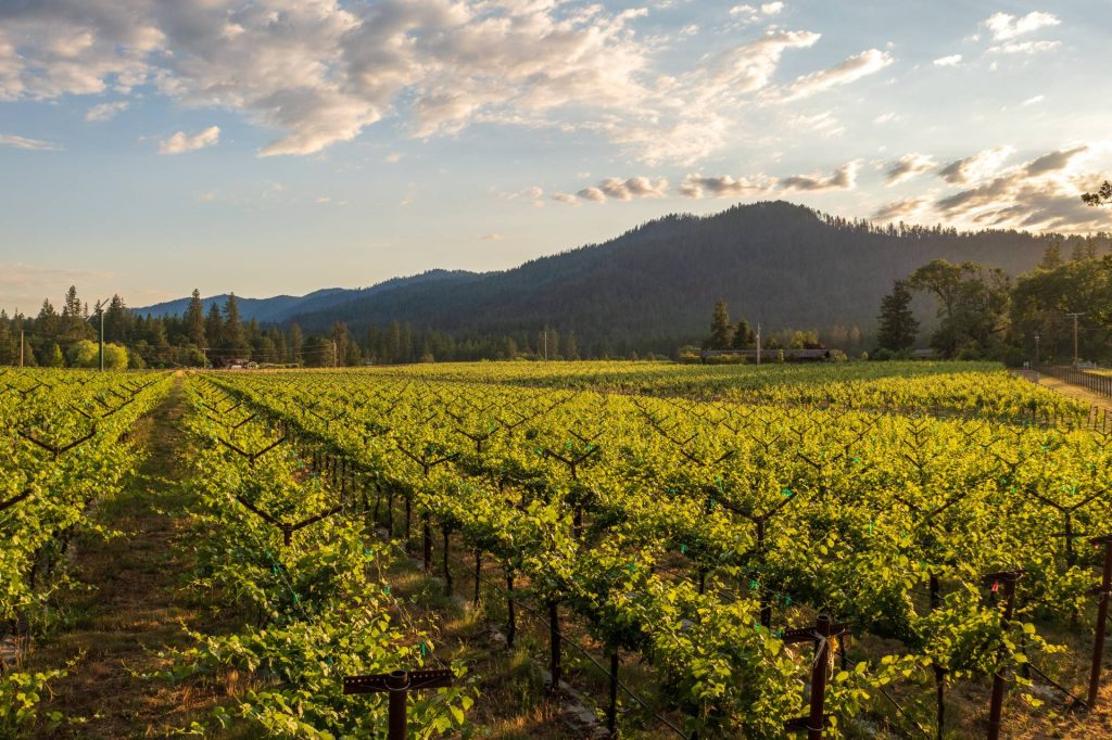 Oregon Vineyard For Sale - Oregon Wine Country Real Estate