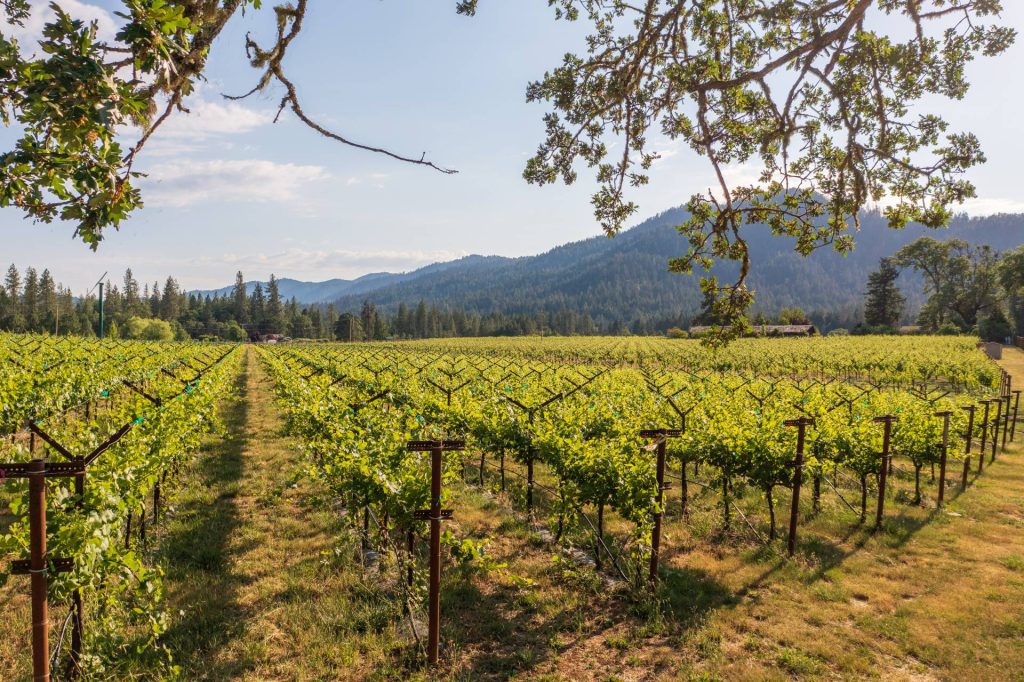 Oregon Vineyard For Sale - Oregon Wine Country Real Estate