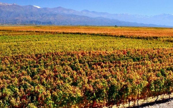 Argentina Vineyards & Wineries For Sale - VineSmart