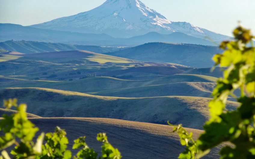 Vineyards For Sale VineSmart