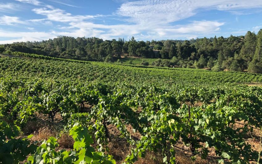 California Vineyards & Wineries For Sale - VineSmart