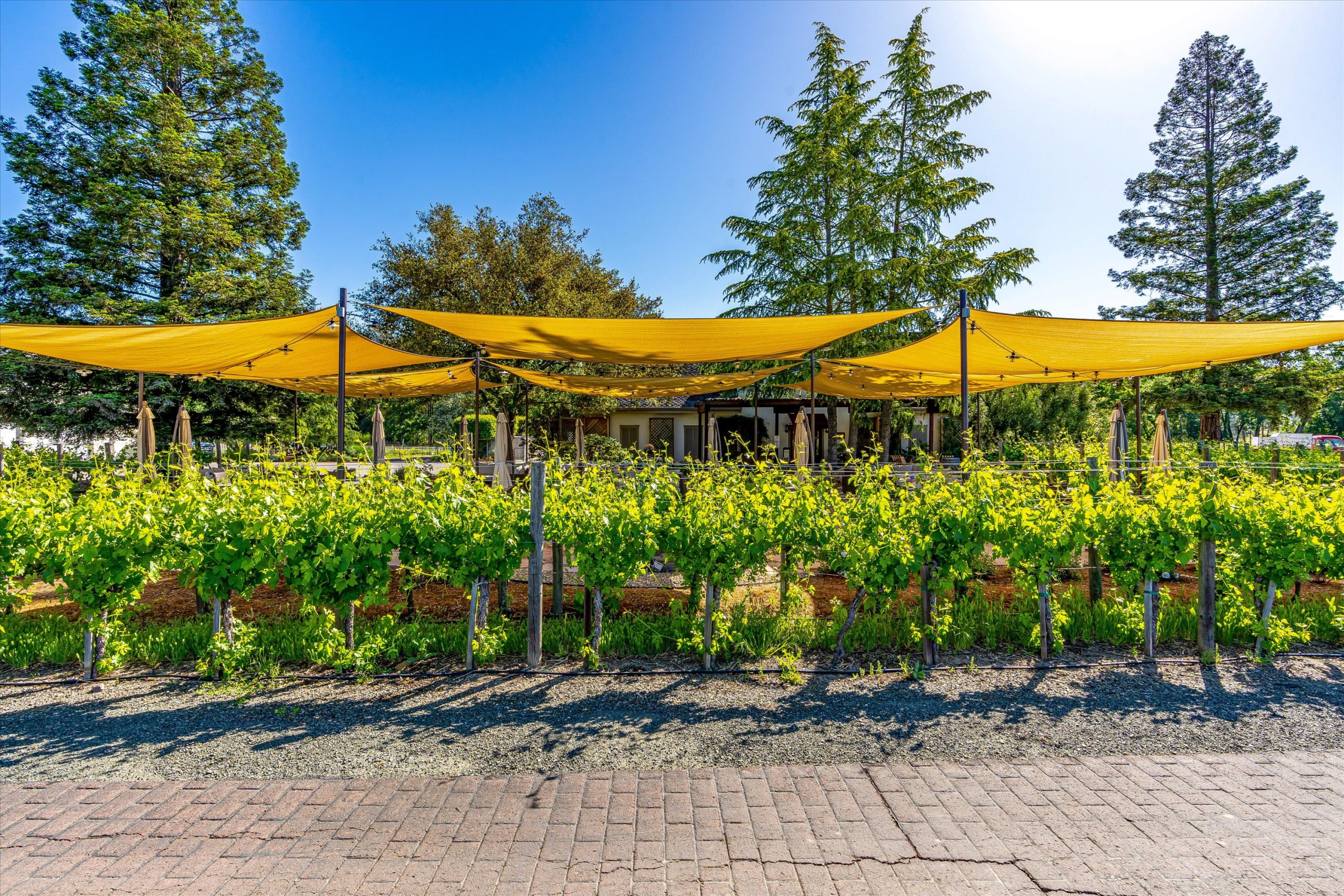 St. Helena Vineyard and Winery Estate - VineSmart